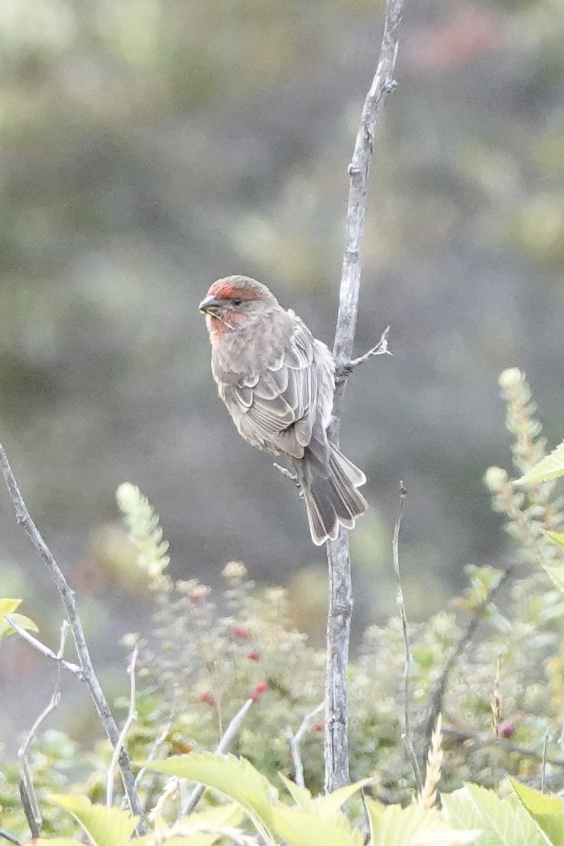House Finch - ML642265994