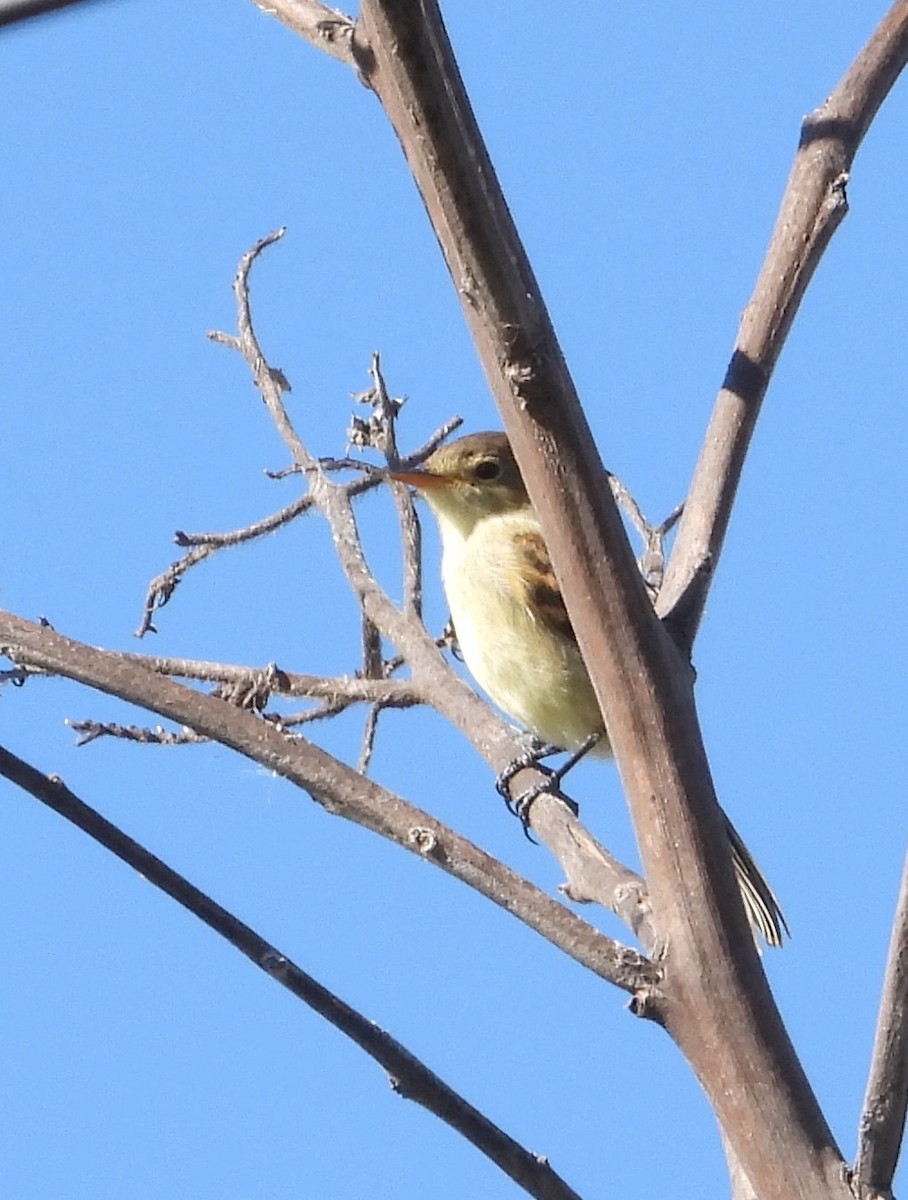 White-throated Flycatcher - ML642266006