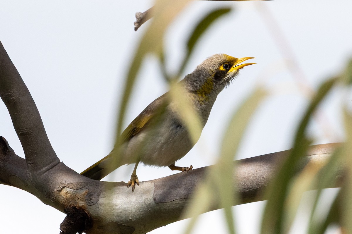 Yellow-throated Miner - ML642266012