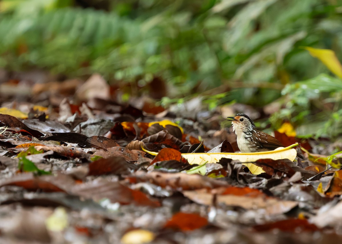 Striped Wren-Babbler - ML642266039