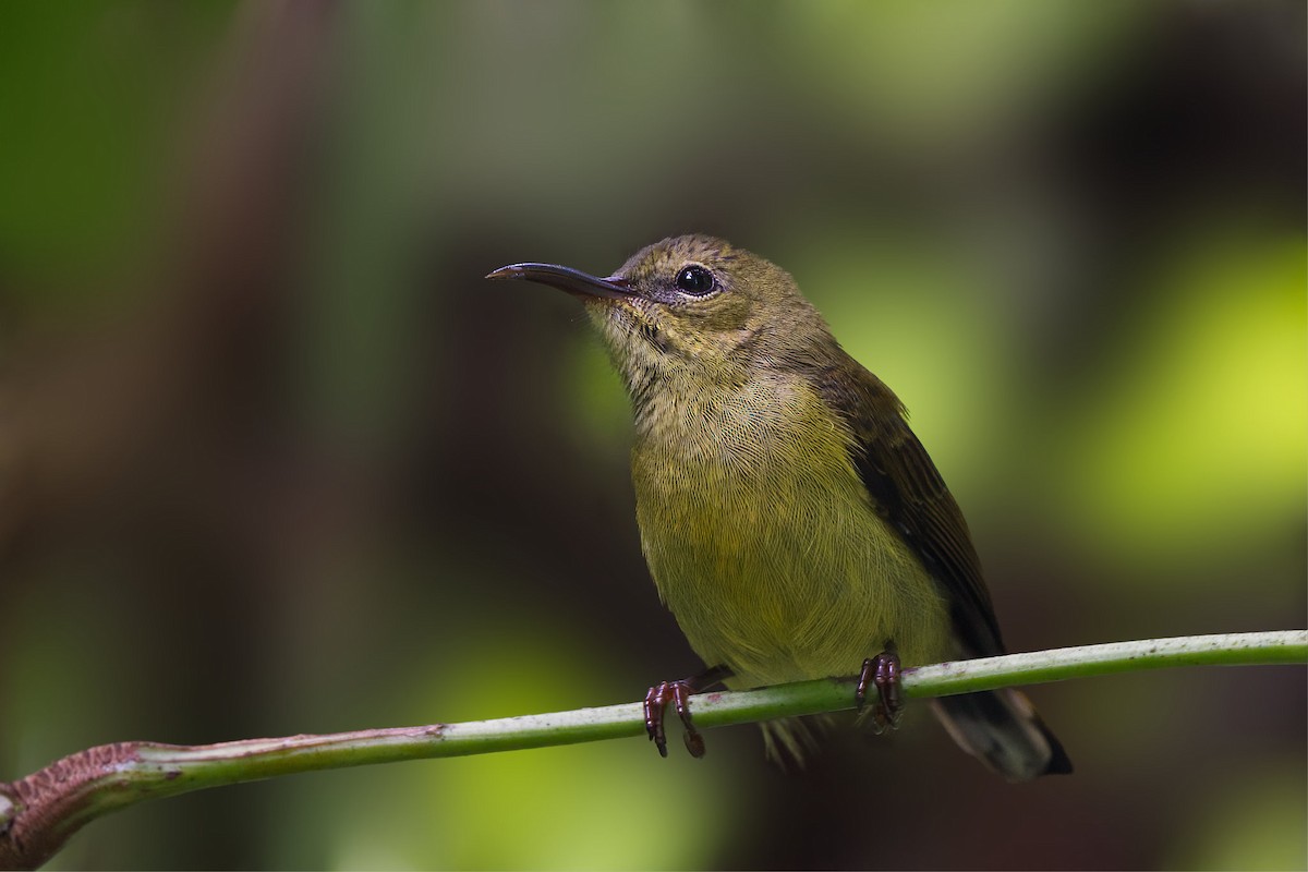 Van Hasselt's Sunbird - ML642266046
