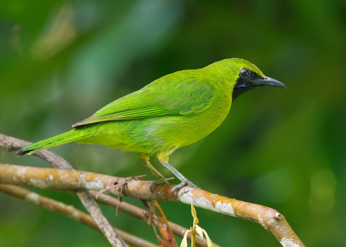 Lesser Green Leafbird - ML642266048