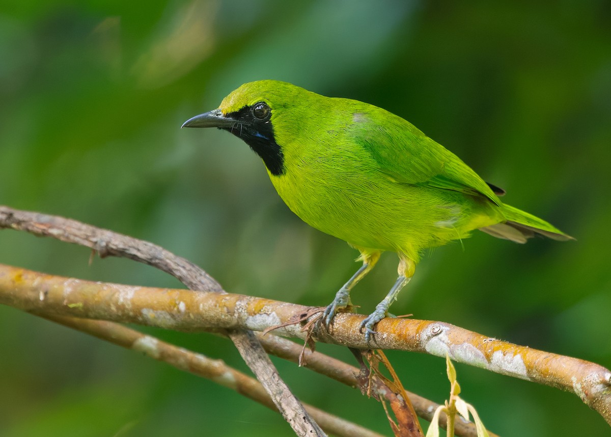 Lesser Green Leafbird - ML642266049