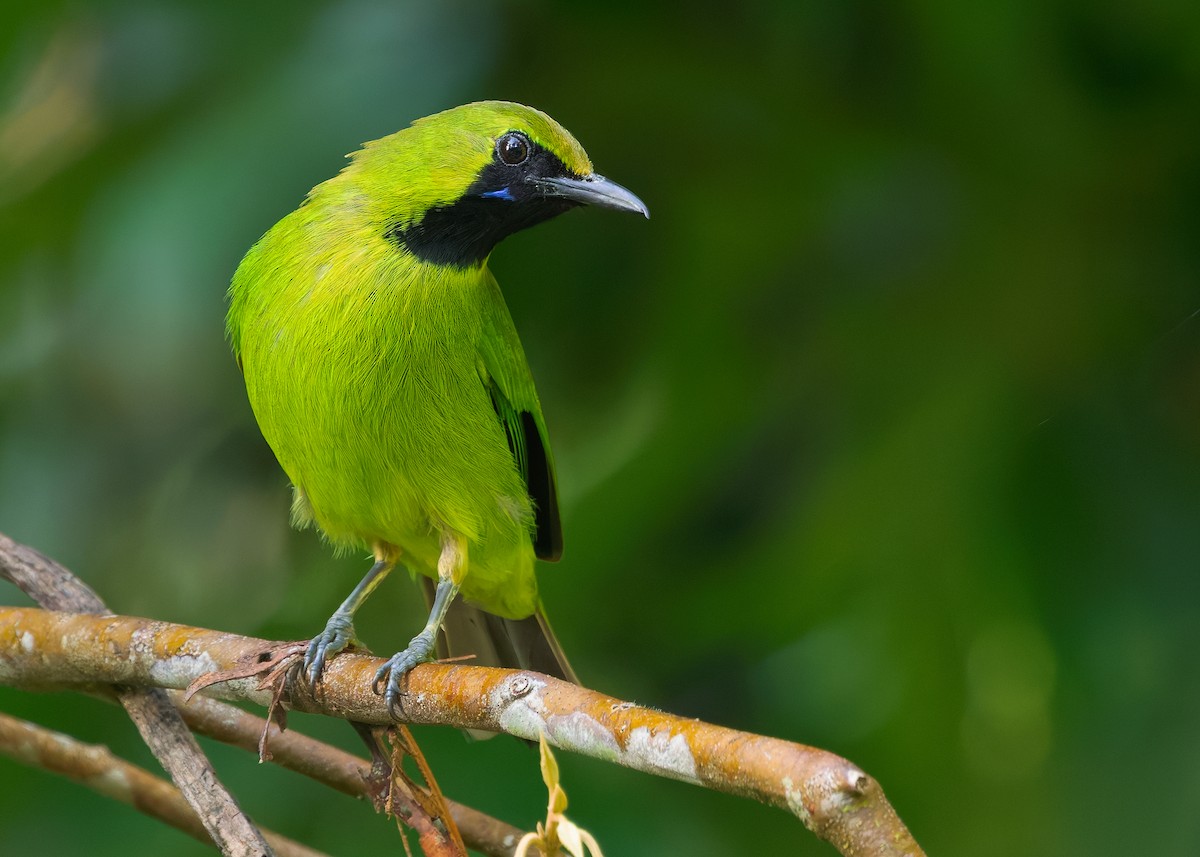 Lesser Green Leafbird - ML642266050