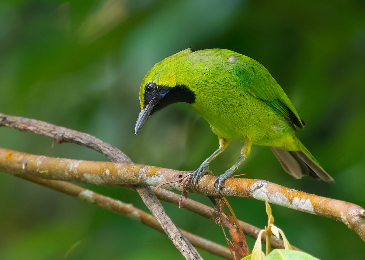Lesser Green Leafbird - ML642266051