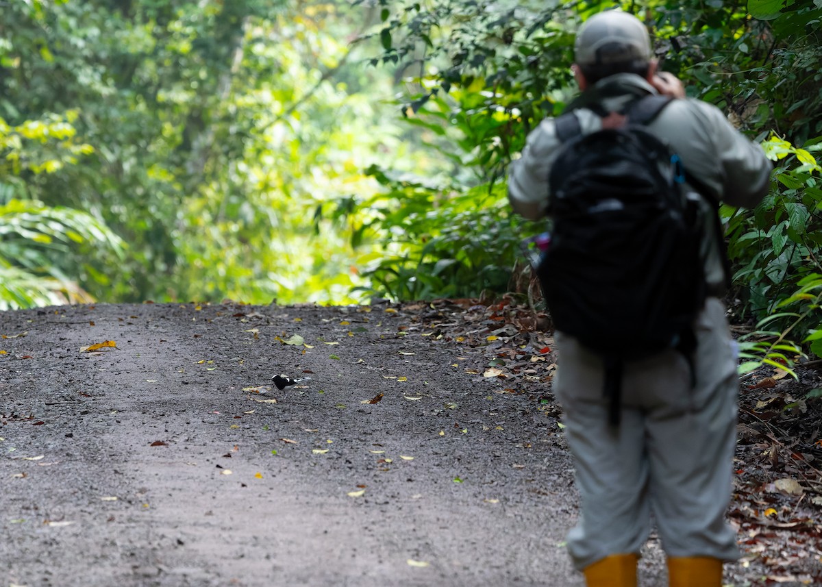 White-crowned Forktail (Malaysian) - ML642266055