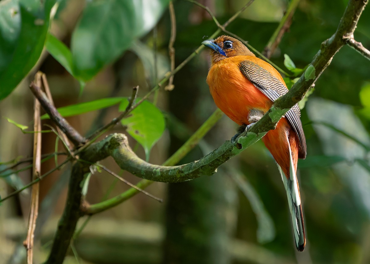 Scarlet-rumped Trogon - ML642266064
