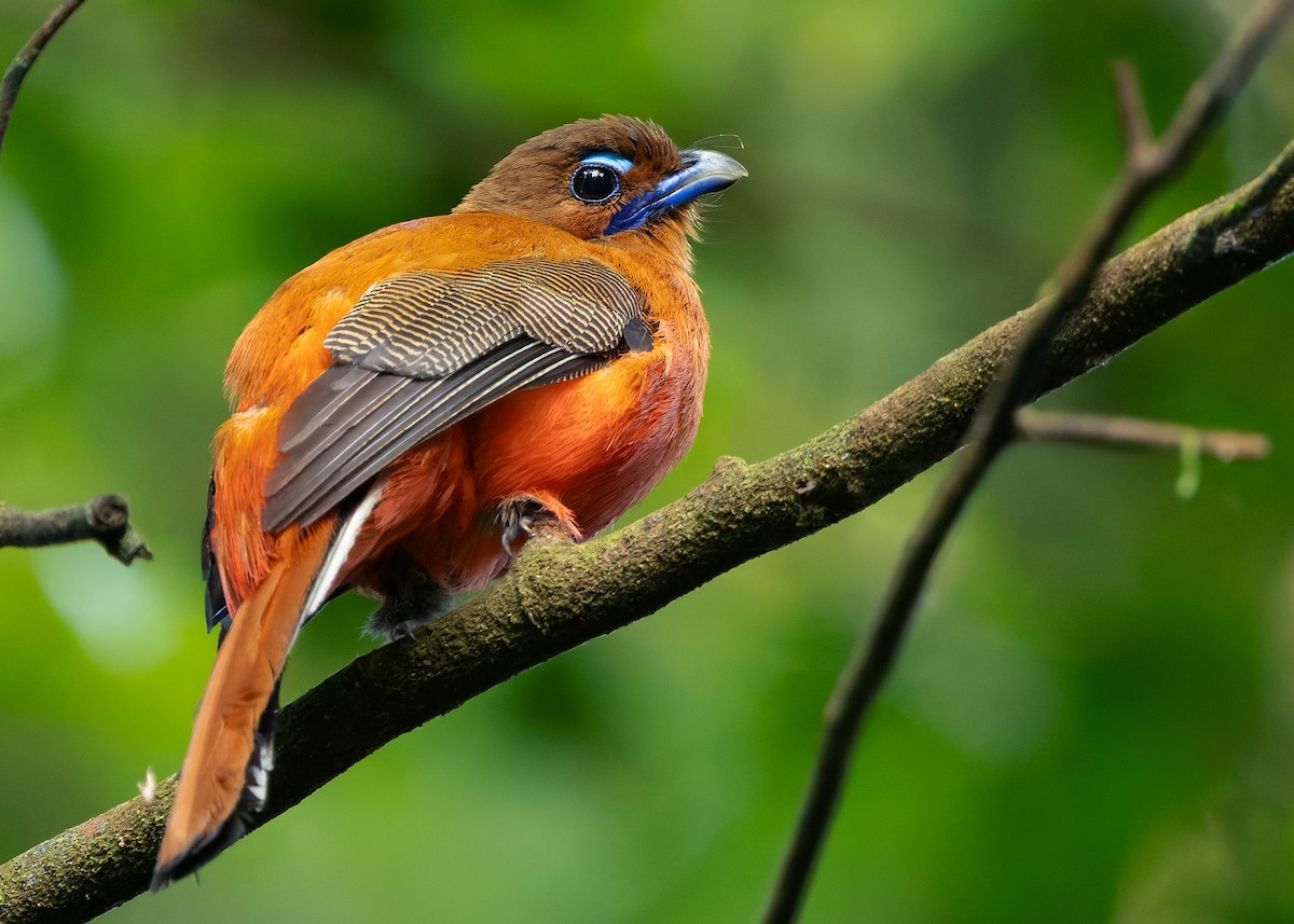 Scarlet-rumped Trogon - ML642266065