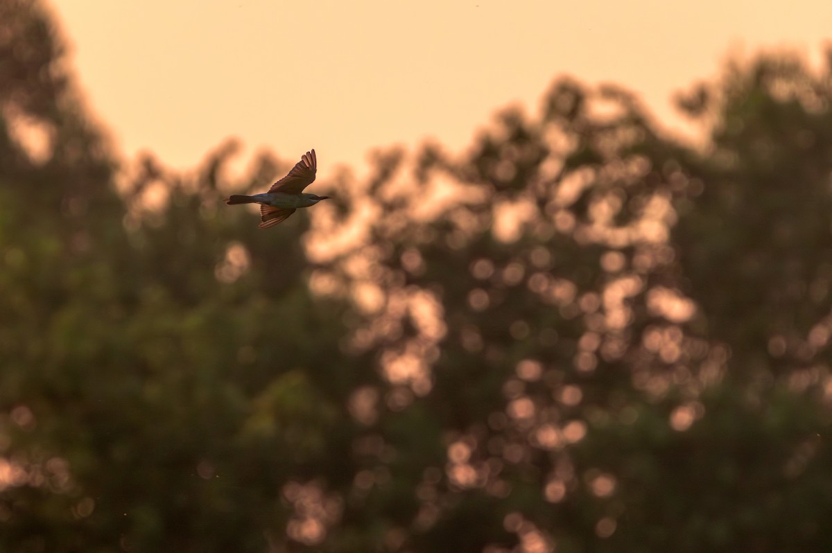 Blue-tailed Bee-eater - ML642266075