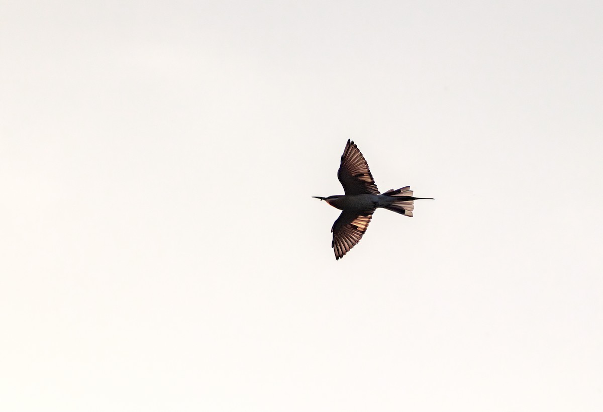 Blue-tailed Bee-eater - ML642266081