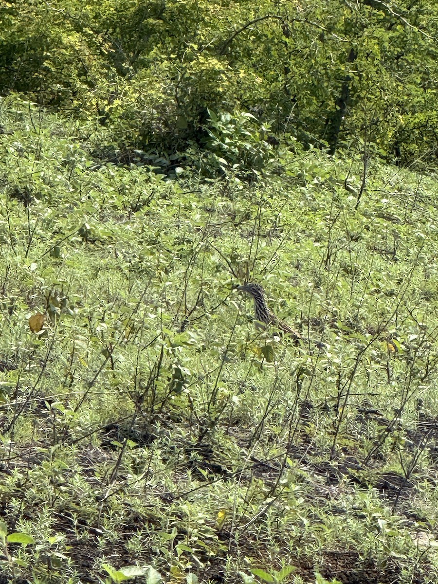 Lesser Roadrunner - ML642266098