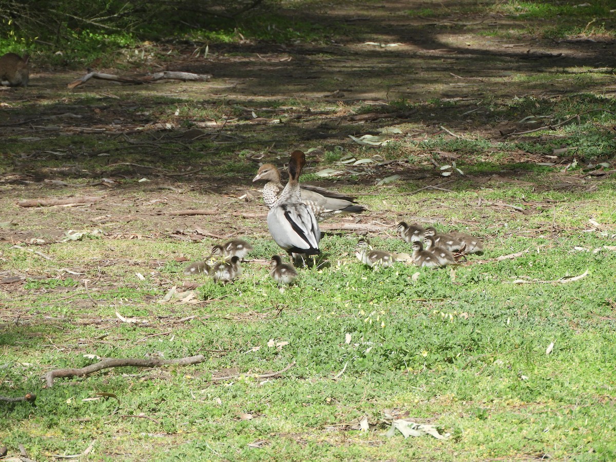 Maned Duck - ML642266101