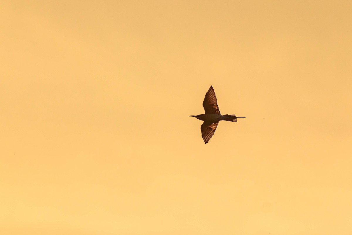 Blue-tailed Bee-eater - ML642266117