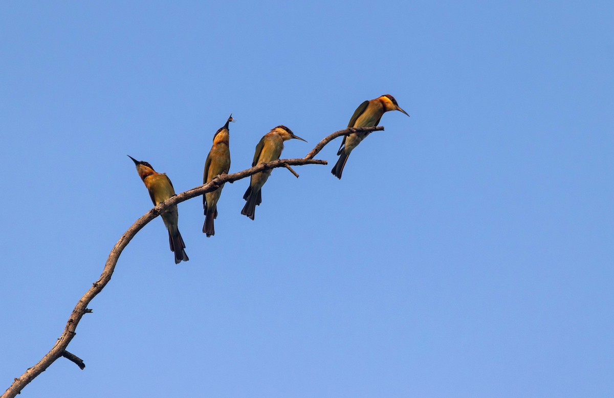 Chestnut-headed Bee-eater - ML642266128