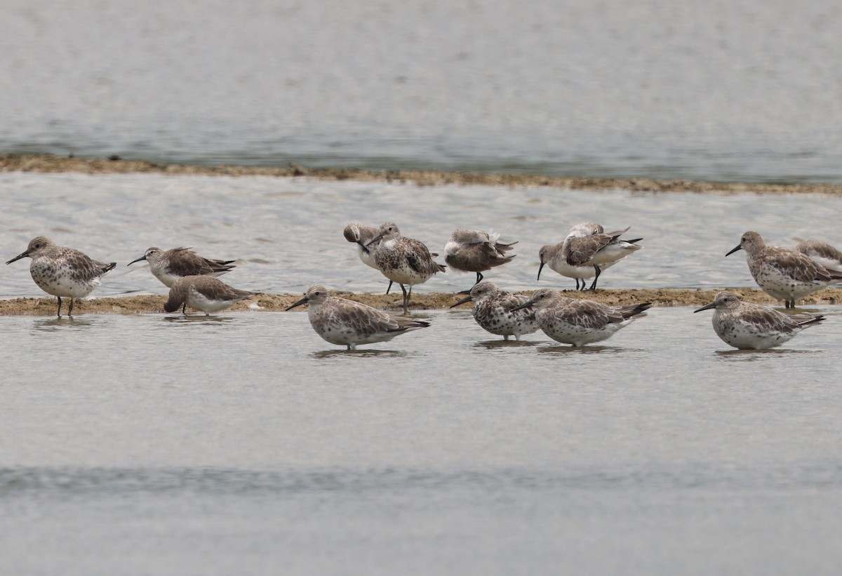 Great Knot - ML642266129