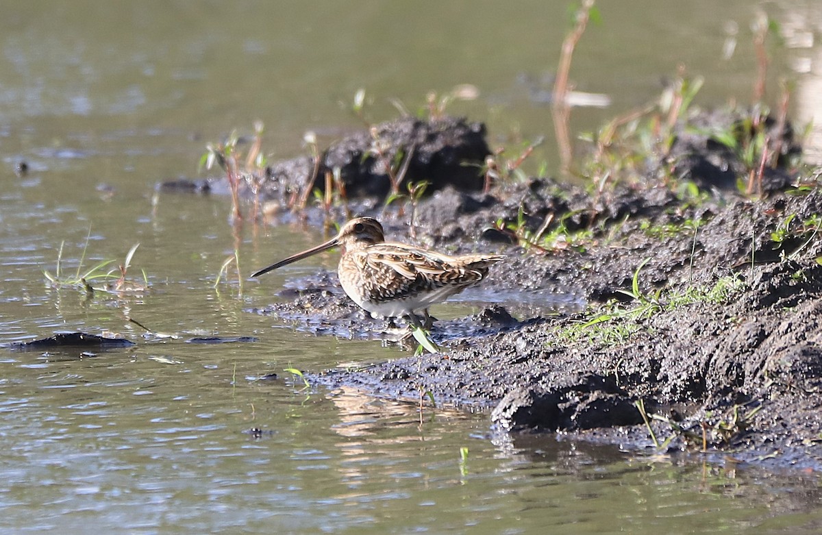 Common Snipe - ML642266131