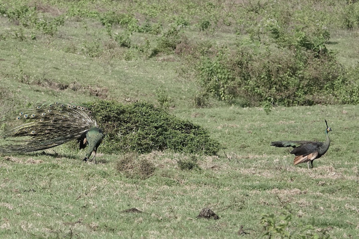 Green Peafowl - ML642266134