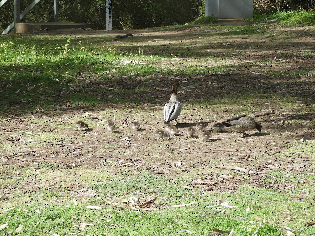 Maned Duck - ML642266139