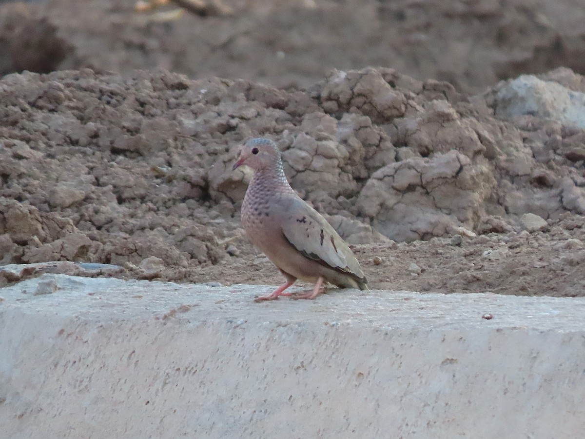 Common Ground Dove - ML642266148