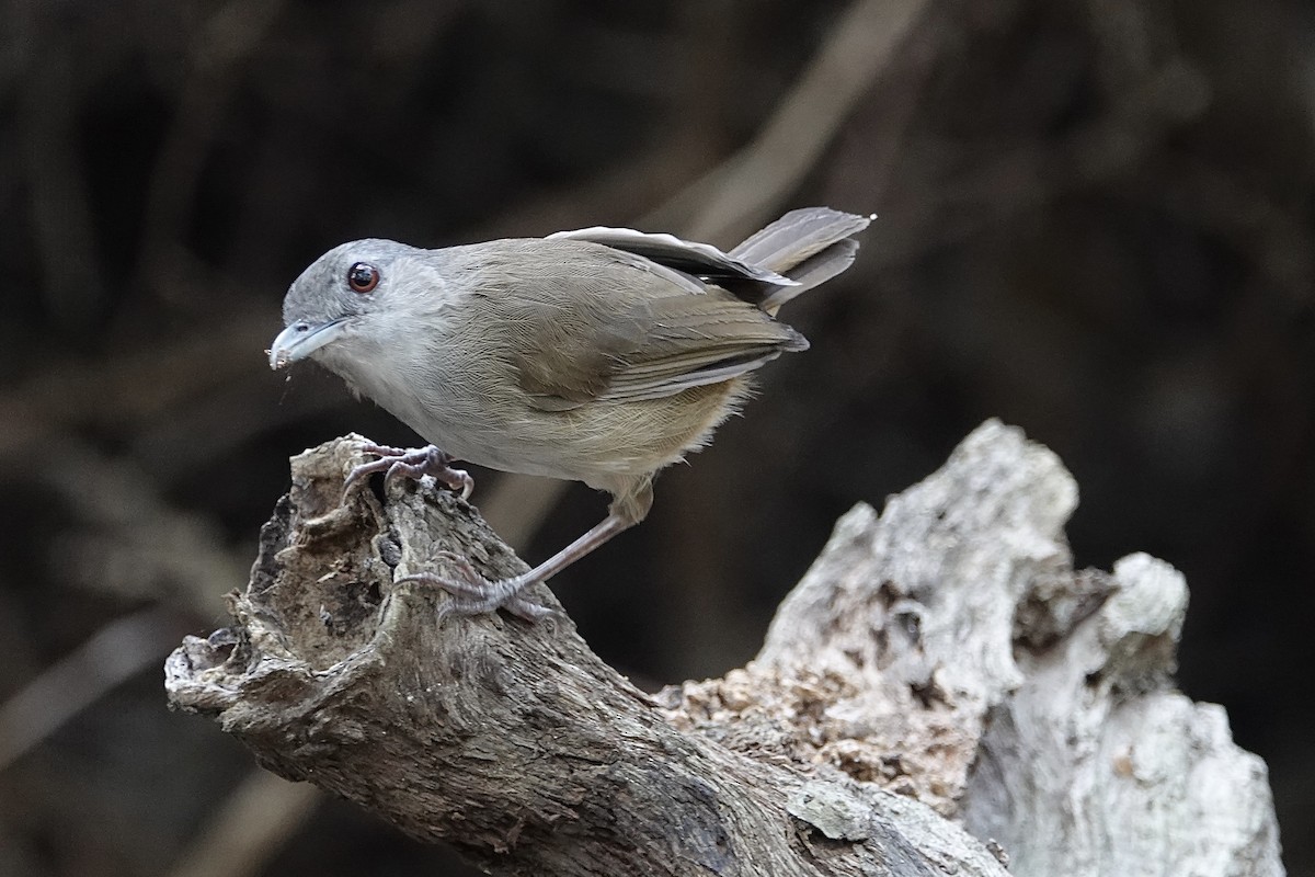 Horsfield's Babbler - ML642266159