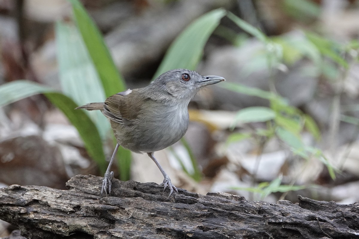 Horsfield's Babbler - ML642266161