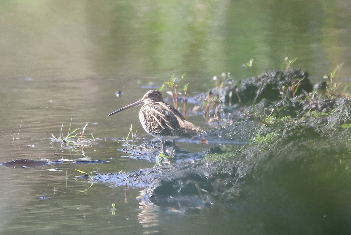 Common Snipe - ML642266166