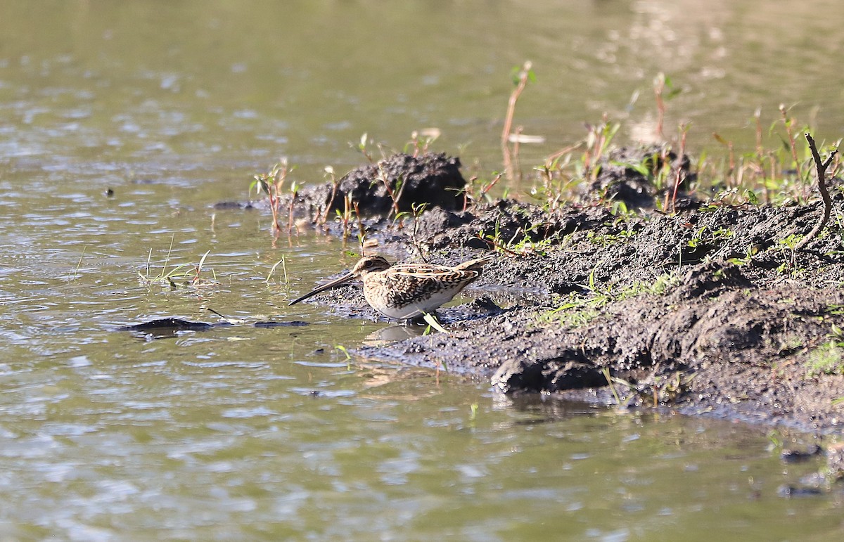 Common Snipe - ML642266202