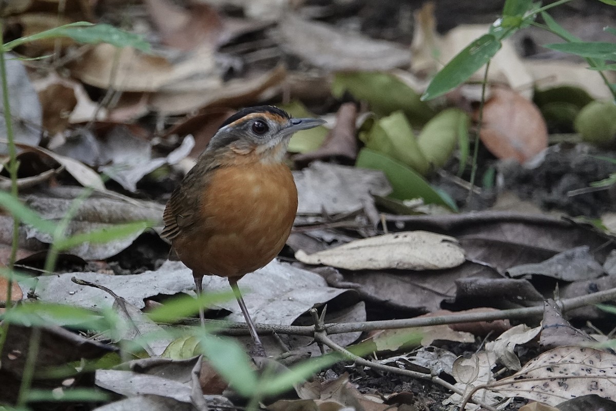 Javan Black-capped Babbler - ML642266206