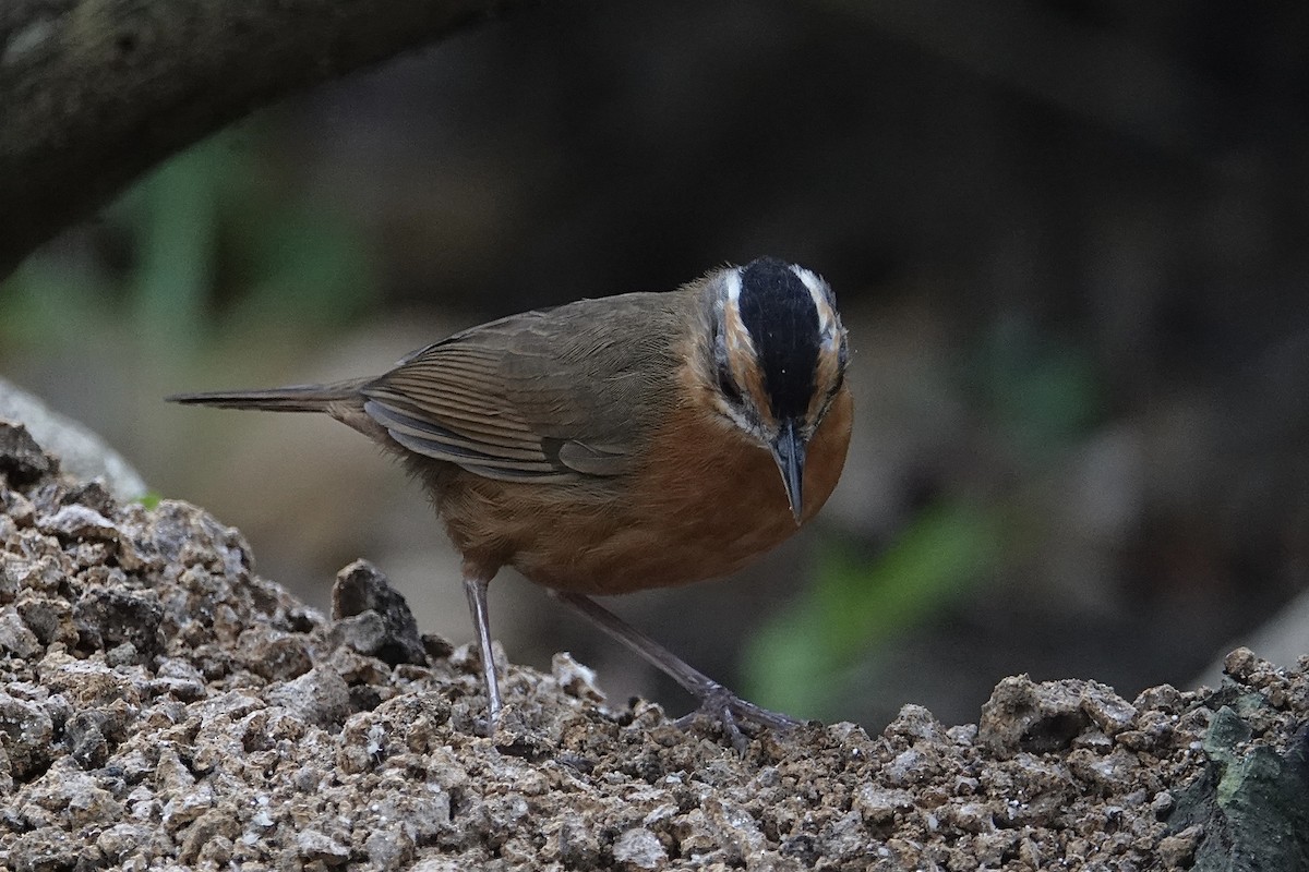 Javan Black-capped Babbler - ML642266207