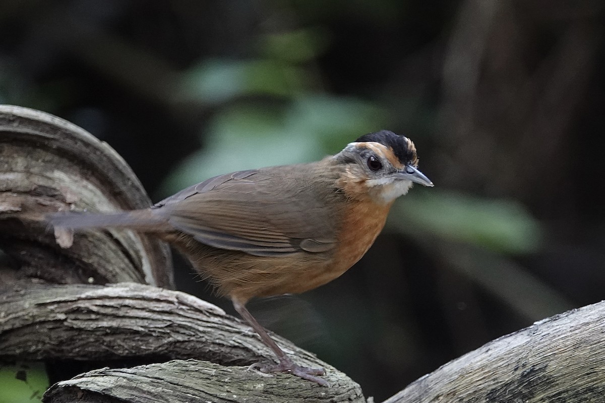 Javan Black-capped Babbler - ML642266208