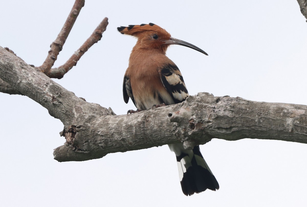Eurasian Hoopoe - ML642266212