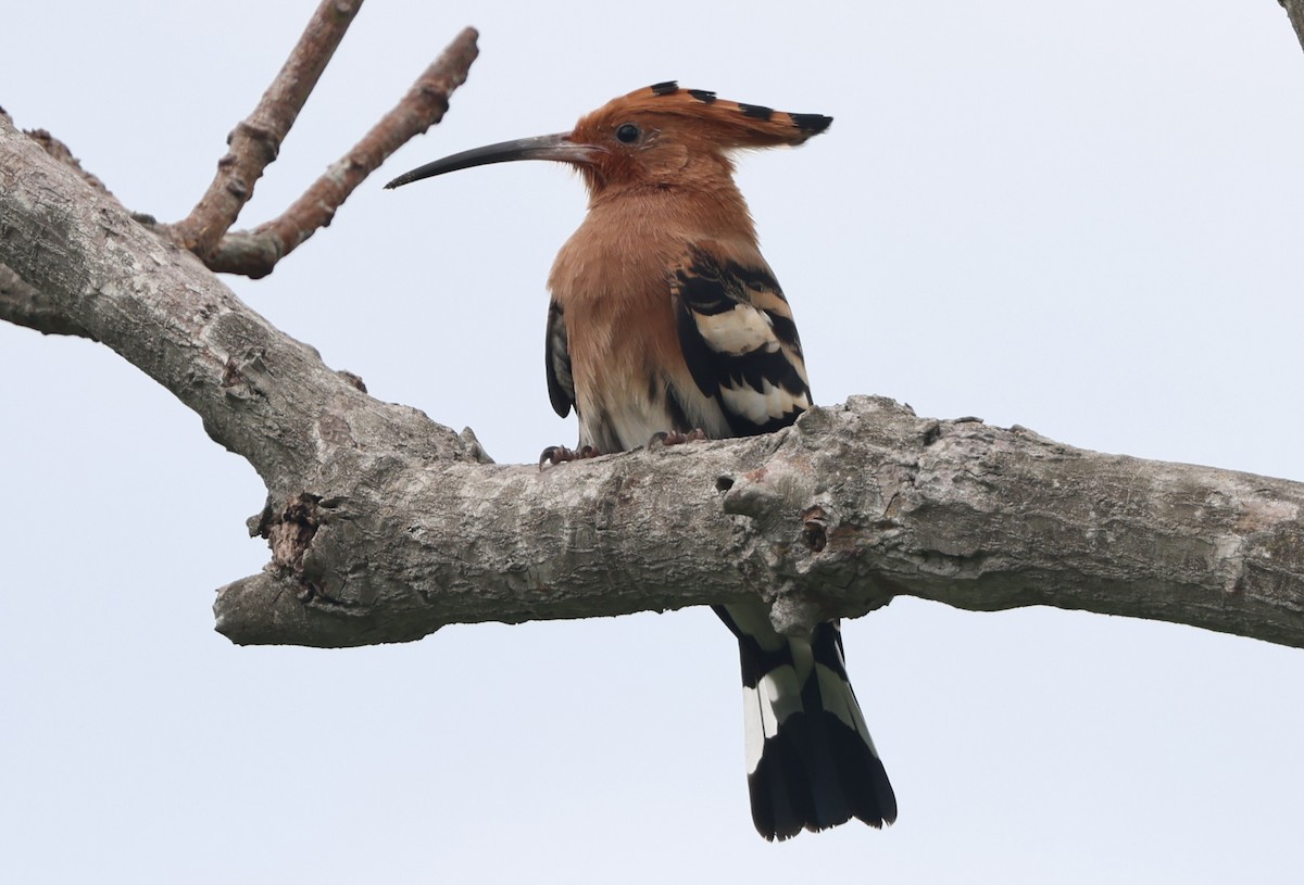 Eurasian Hoopoe - ML642266213