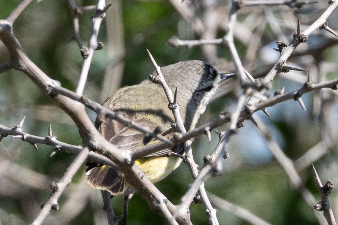 Yellow-rumped Thornbill - ML642266214