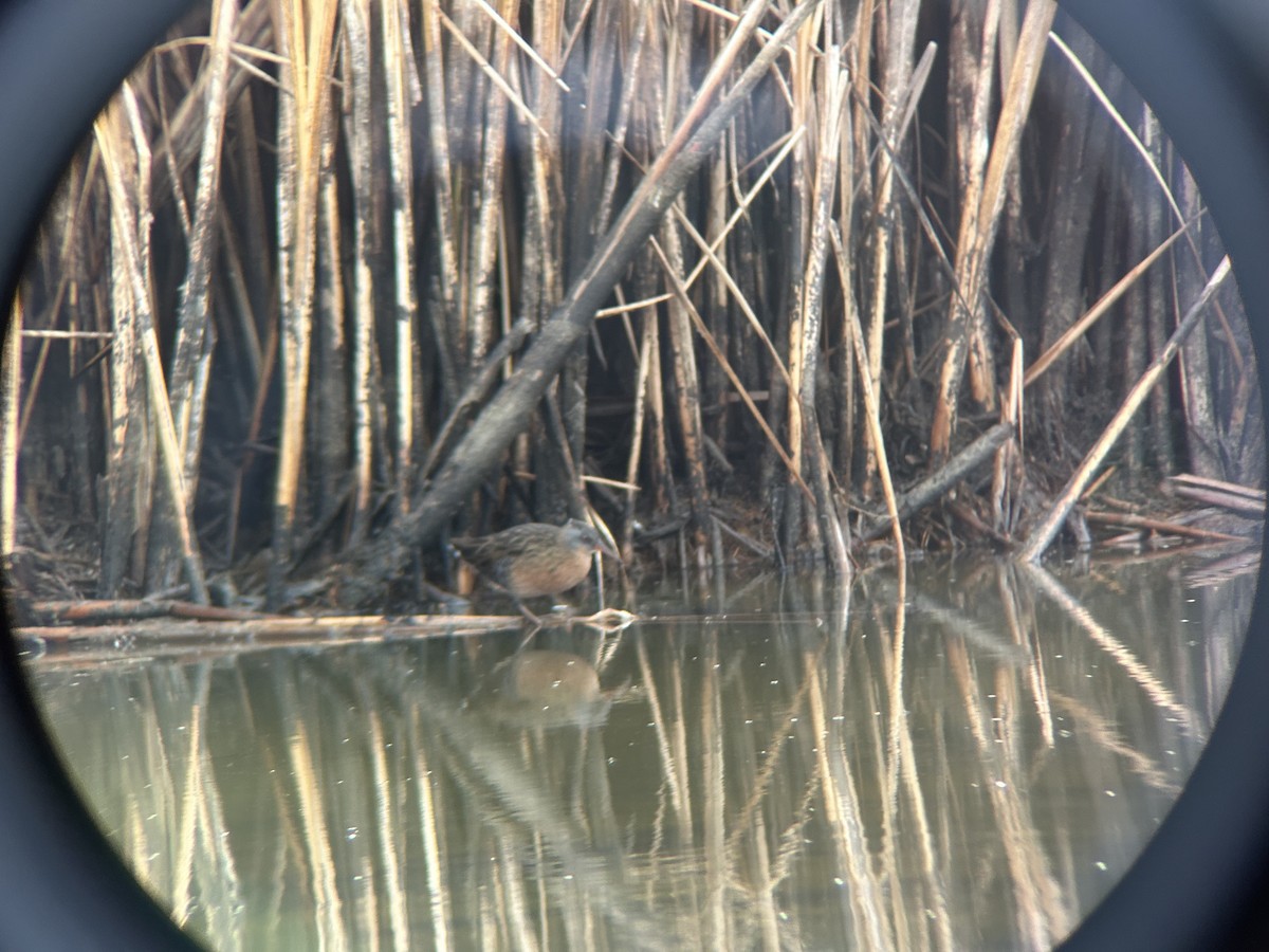 Virginia Rail - ML642266242