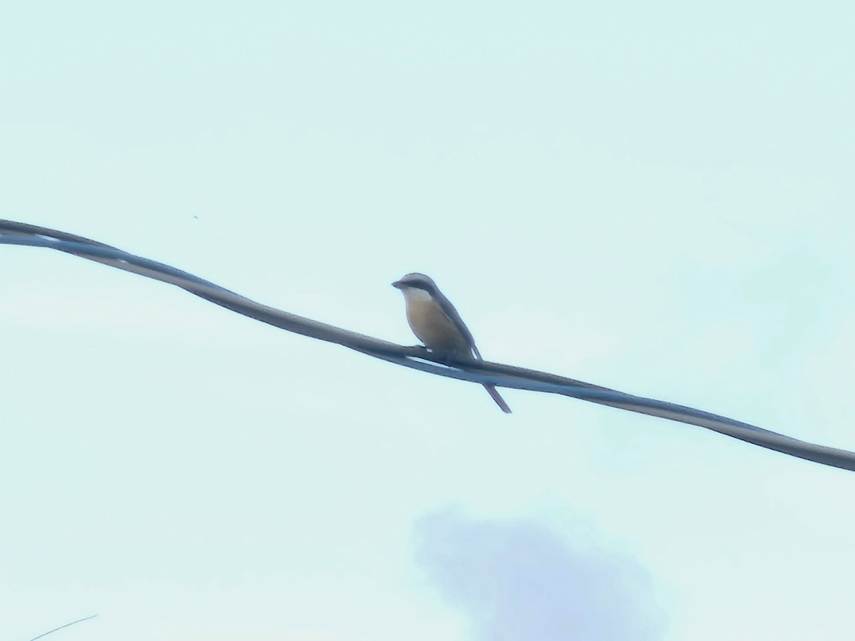 Brown Shrike (Philippine) - ML642266256