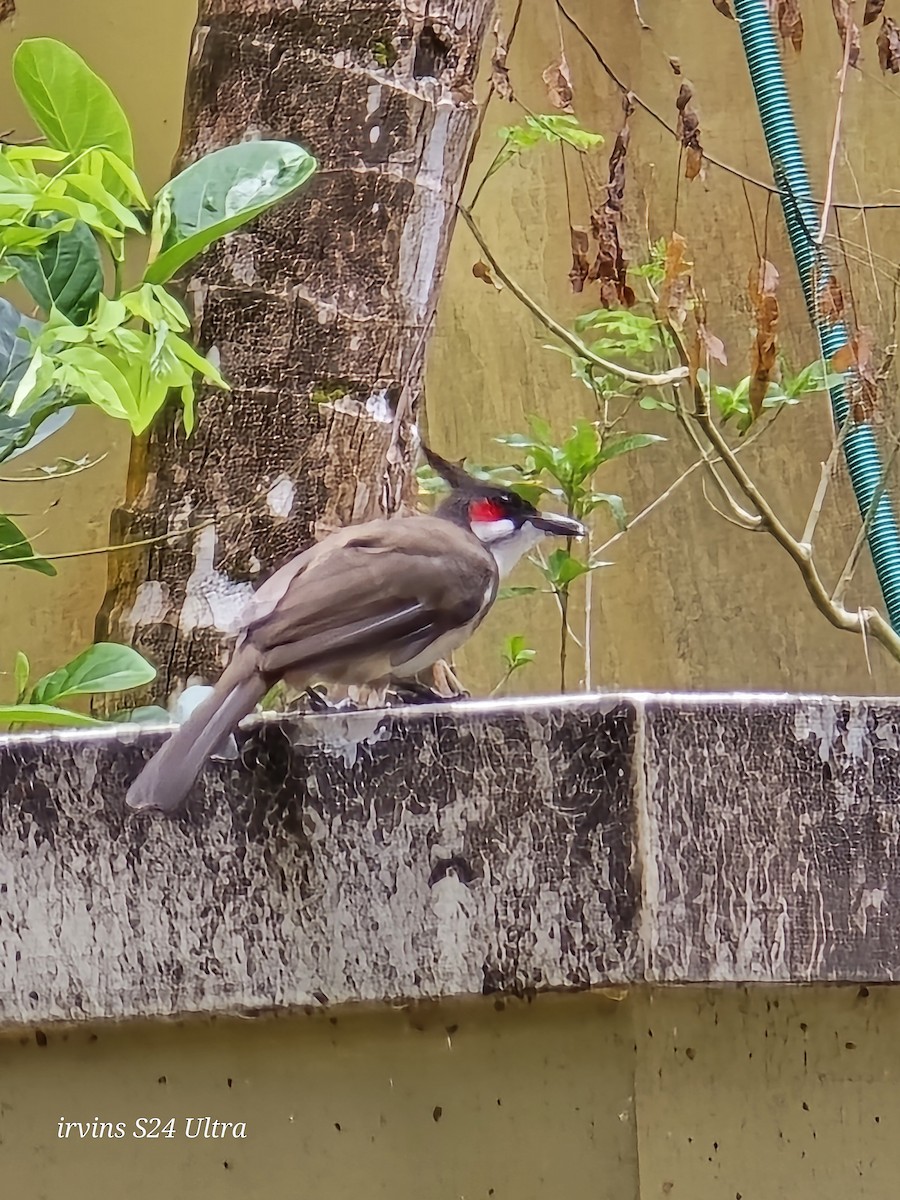 Red-whiskered Bulbul - ML642266287