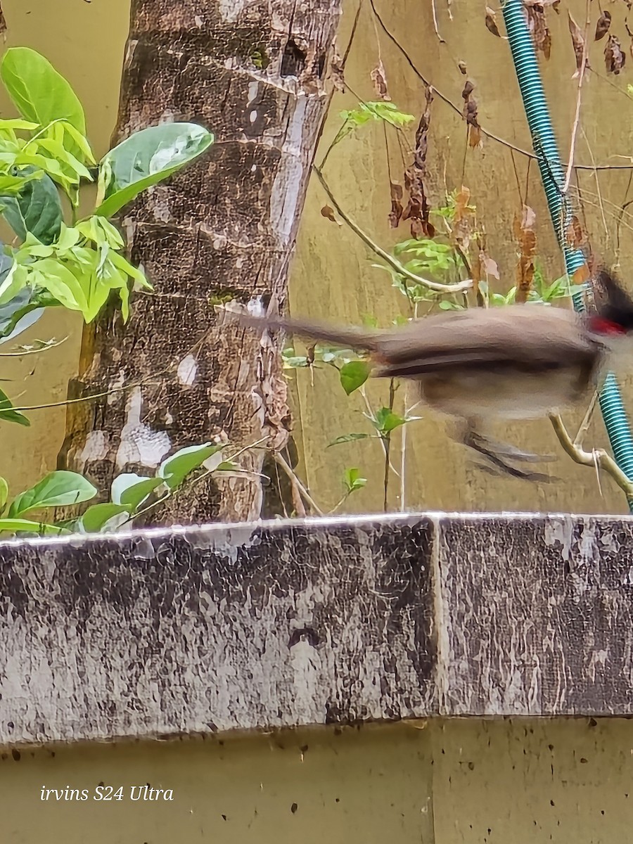 Red-whiskered Bulbul - ML642266288