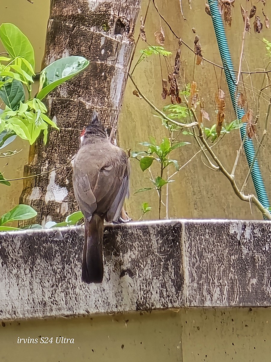 Red-whiskered Bulbul - ML642266289