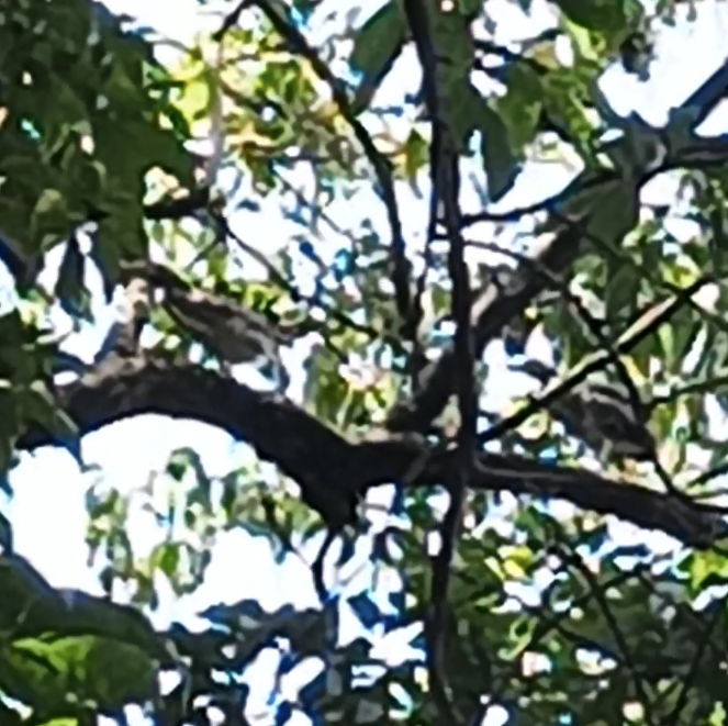 Black-crowned/Nankeen Night Heron - ML642266291