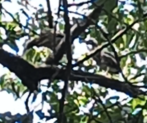 Black-crowned/Nankeen Night Heron - ML642266292