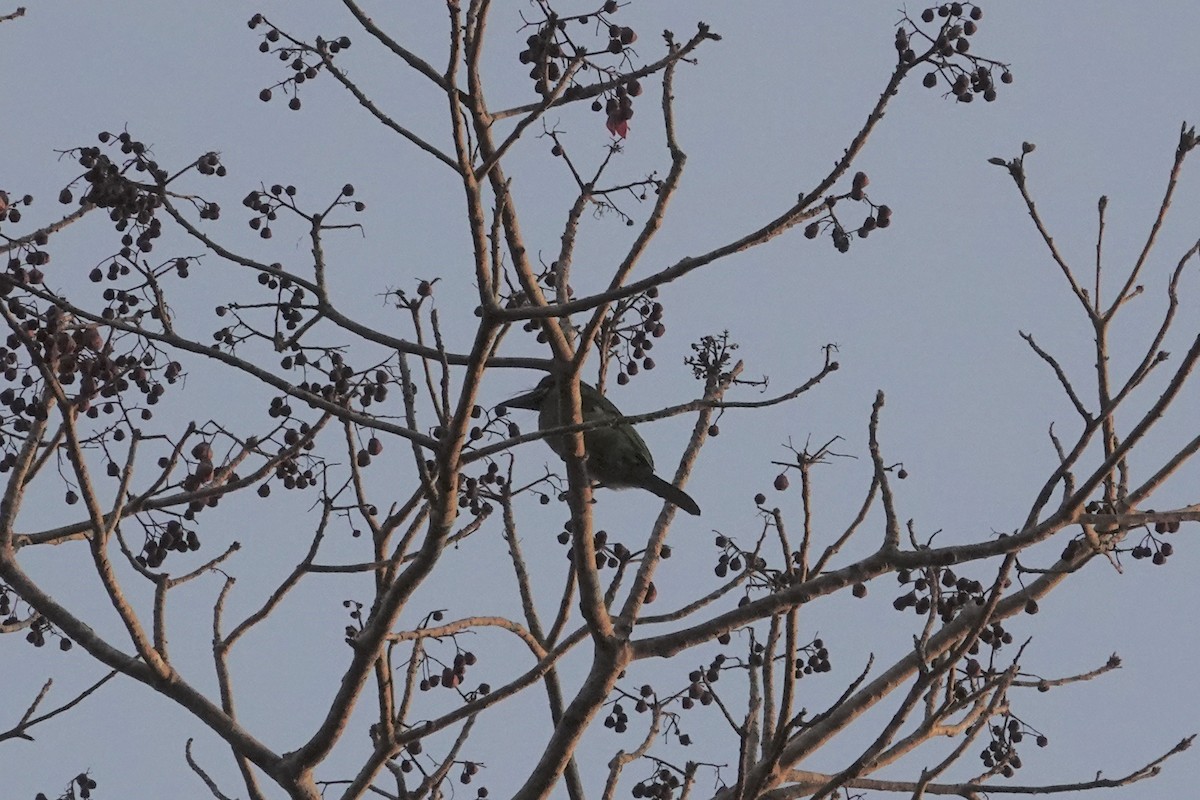 Black-banded Barbet - ML642266324