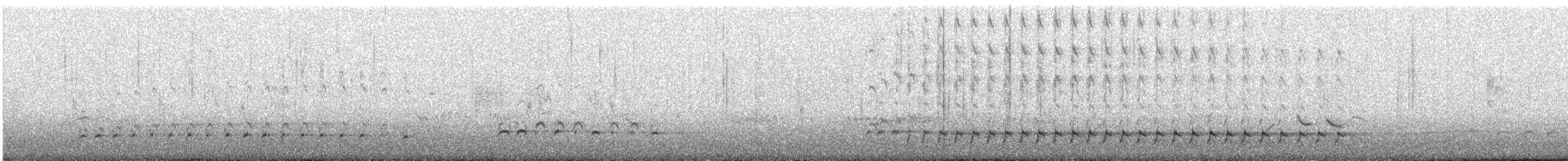 チュウシャクシギ（variegatus） - ML642266329