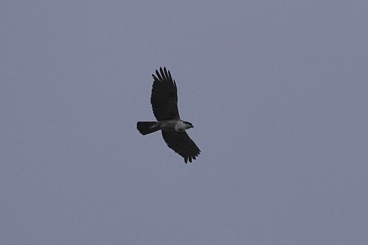 アカハラクマタカ - ML642266339