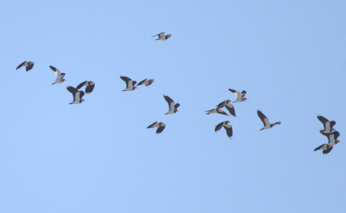 Sociable Lapwing - ML642266349