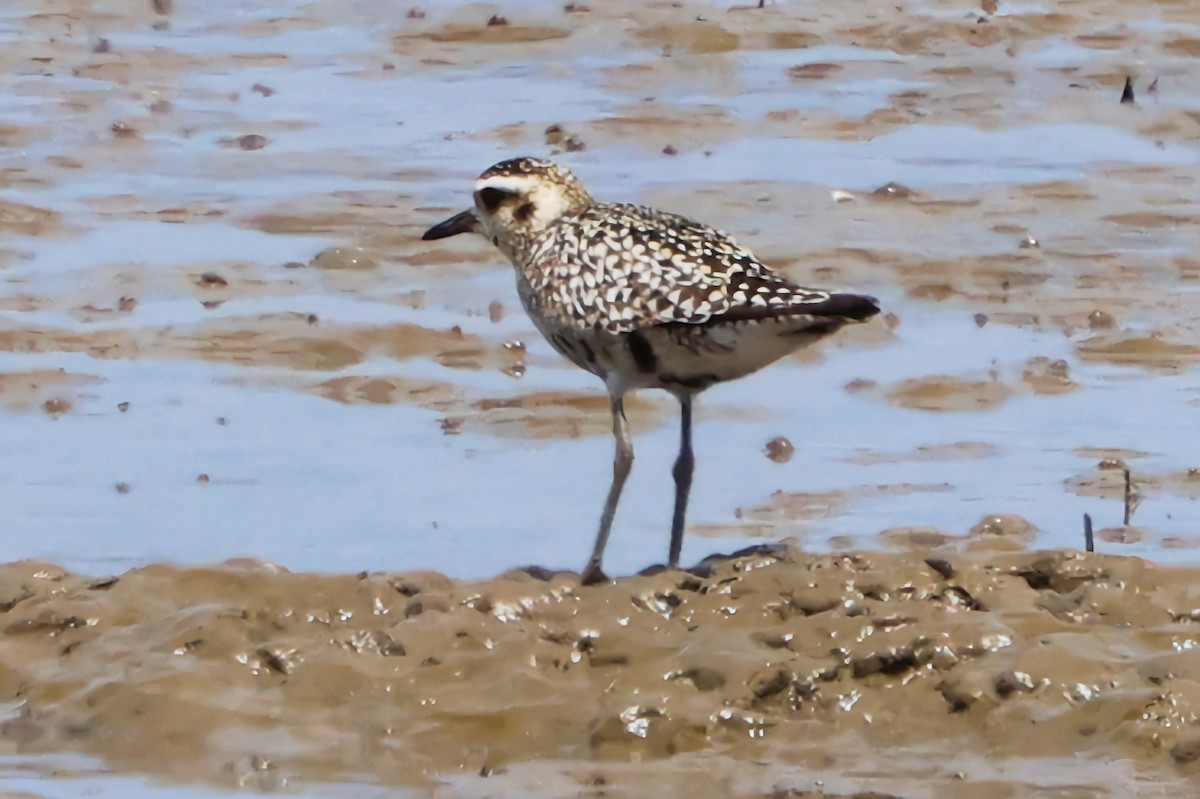 Pacific Golden-Plover - ML642266351