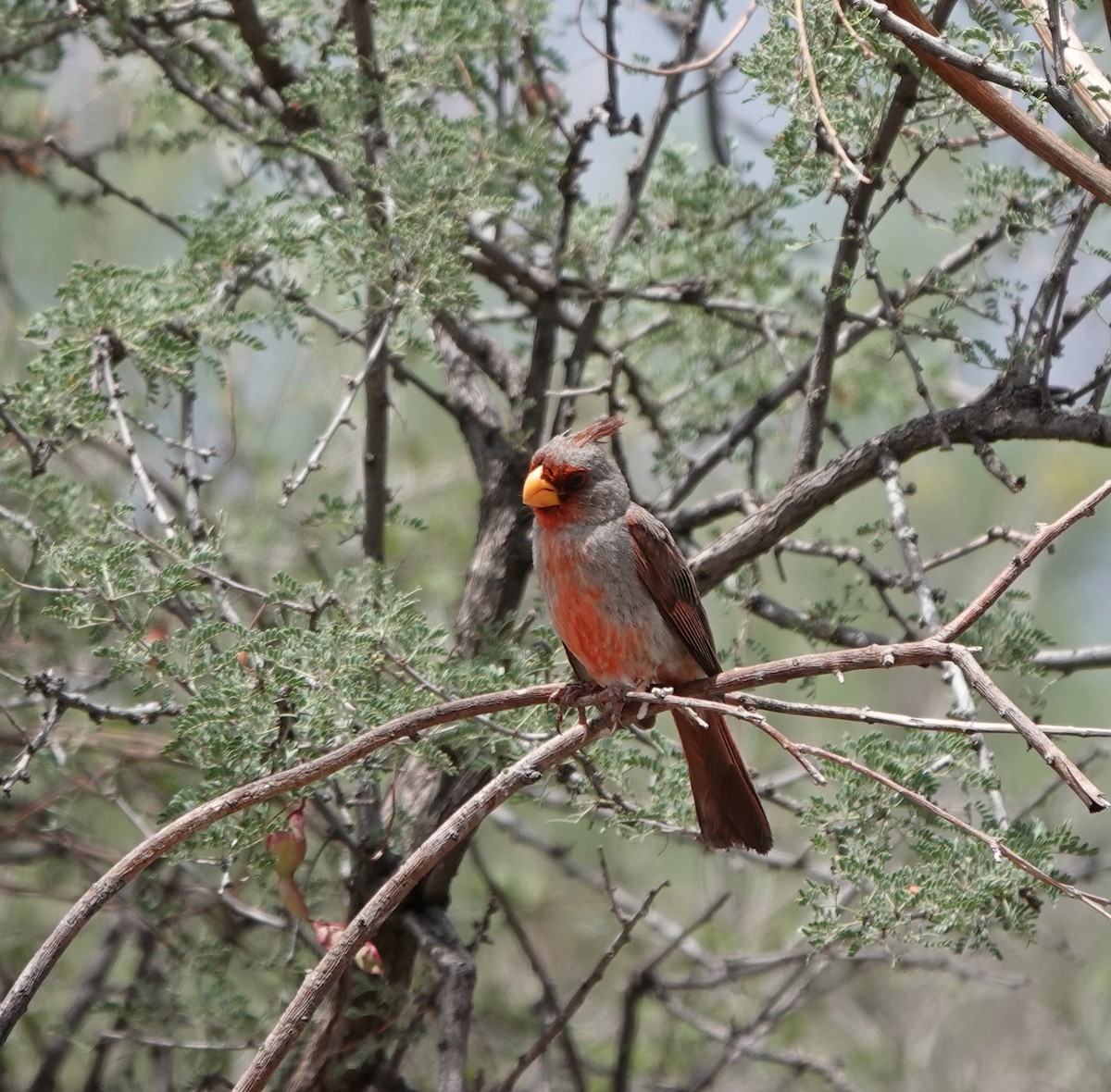 Pyrrhuloxia - ML642266357