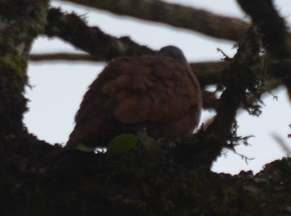 Ruddy Ground Dove - ML642266363