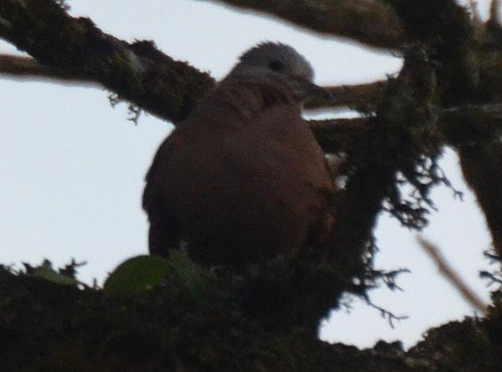 Ruddy Ground Dove - ML642266366