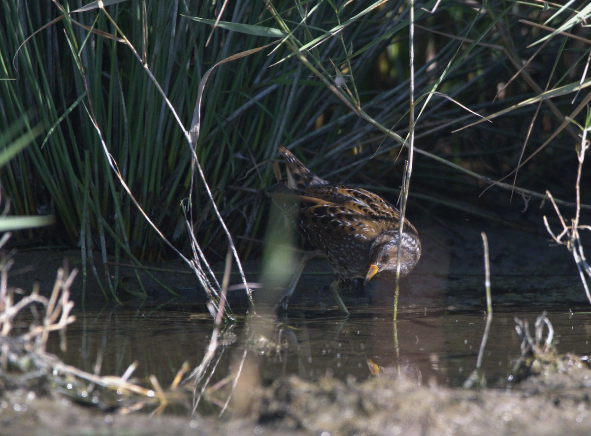 Spotted Crake - ML642266370