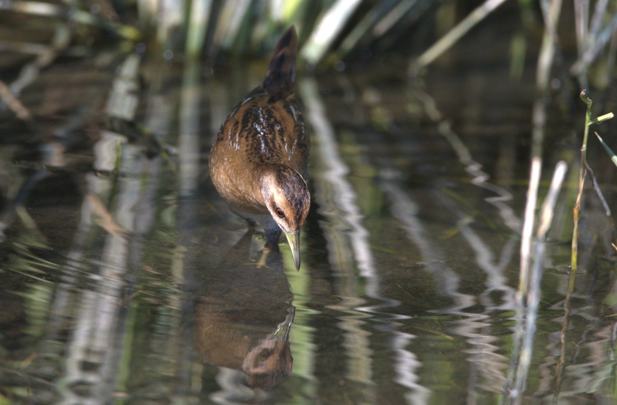 Baillon's Crake - ML642266371